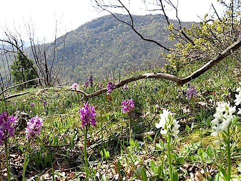 Orchid botanic holiday in Eastern Rodopi Mountains