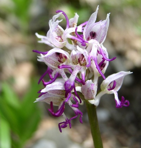 Botanic Holidays in Bulgaria: Orchids in Eastern Rodopi (Rhodope) Mountains