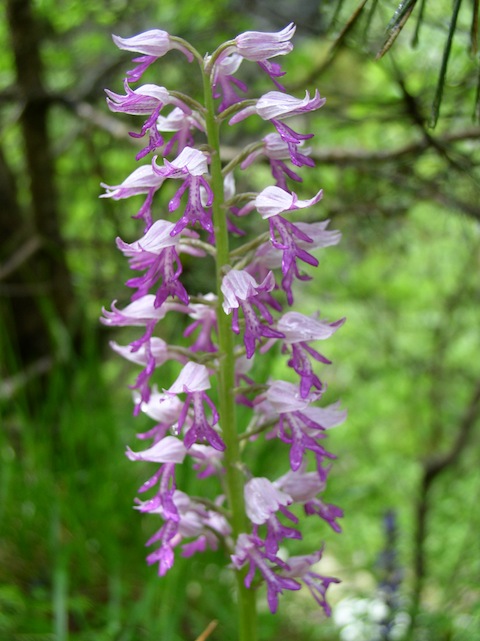 Botanical Orchid Holidays in Bulgaria's Western Rodopi (Rhodope) Mountains