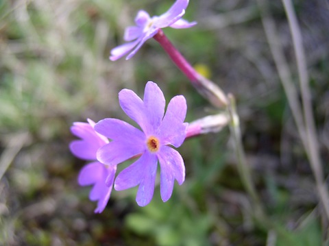 Alpine Flowers of the Bulgarian Mountains