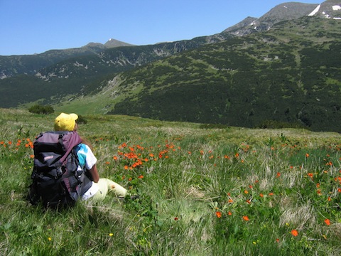Alpine flowers & endemic mountain plant holidays in Bulgaria