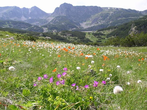 Botanical Holidays in the Bulgarian Rila & Pirin Mountains