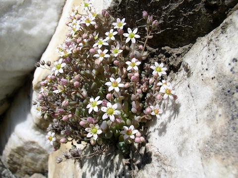 Alpine Flower & Plant Holidays in Bulgaria