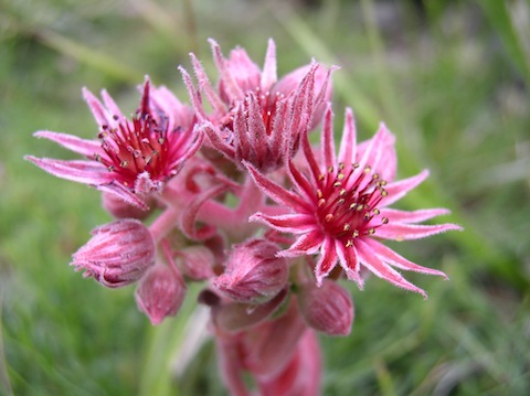 Botanic Holidays in Bulgaria's Mountains