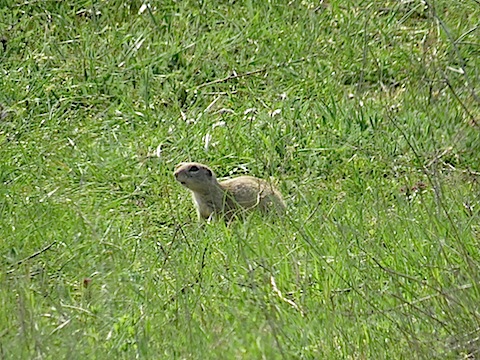 Small Mammal Watching Holidays in Bulgaria